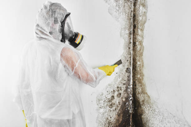 Mold Removal and Inspection in Butler, AL